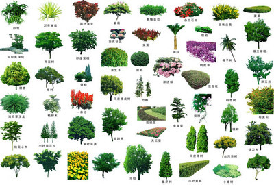 园林树psd素材 - 其它类别psd素材 - psd素材 - 爱图网 - 设计素材分享平台